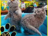 Irkının En İyi Temsilcilerinden British Longhair