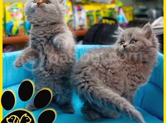 Irkının En İyi Temsilcilerinden British Longhair görsel