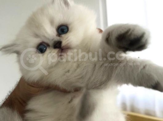 Silver Irkının En İyisi Shorthair Ve Longhair görsel