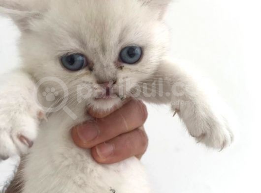 Silver Irkının En İyisi Shorthair Ve Longhair görsel