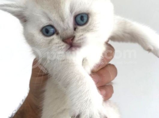 Silver Irkının En İyisi Shorthair Ve Longhair görsel