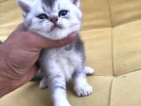 Silver Irkının En İyisi Shorthair Ve Longhair