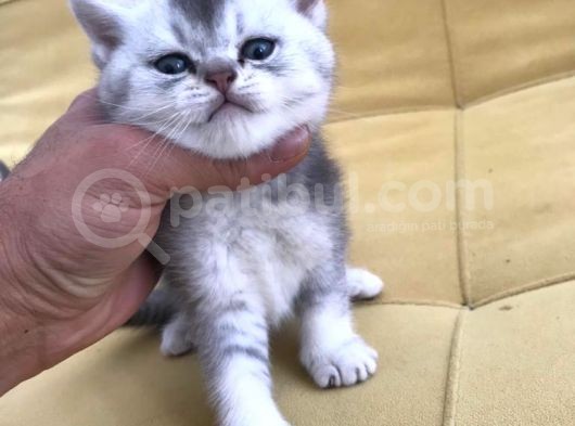 Silver Irkının En İyisi Shorthair Ve Longhair görsel