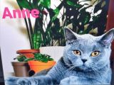 Yavru Scottish Fold Dişi