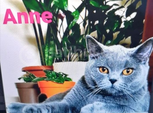 Yavru Scottish Fold Dişi görsel