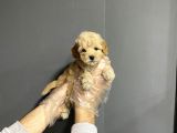 Show Kalite Toy Poodle Yavruları