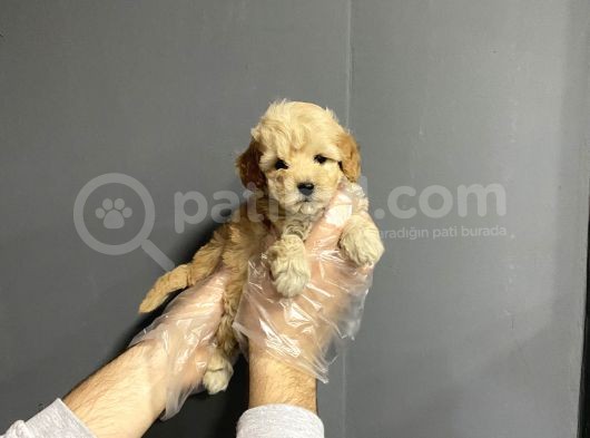 Show Kalite Toy Poodle Yavruları görsel