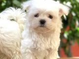 Teacup Maltese Yavrular