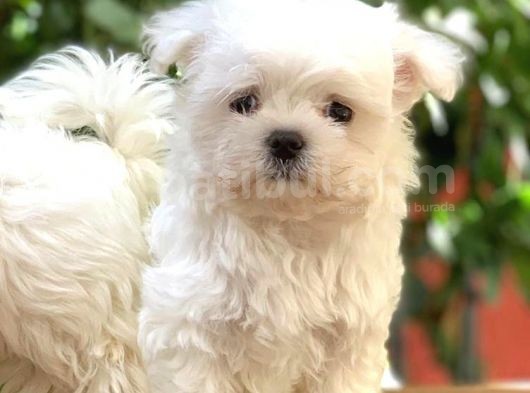 Teacup Maltese Yavrular görsel