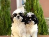 Shi̇h Tzu Yavrularımız