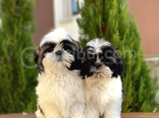 Shi̇h Tzu Yavrularımız görsel