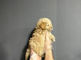 Show Kalite Toy Poodle Yavruları