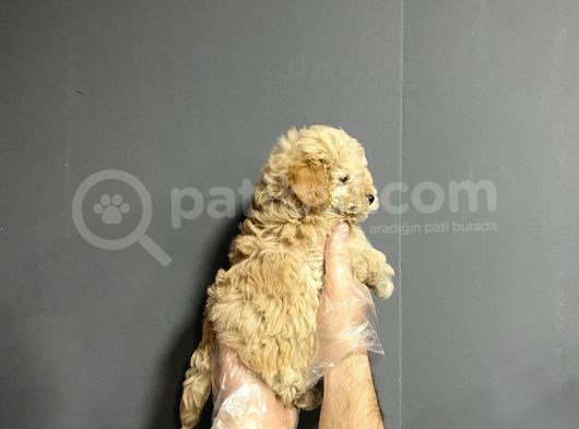Show Kalite Toy Poodle Yavruları görsel