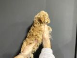 Show Kalite Toy Poodle Yavruları