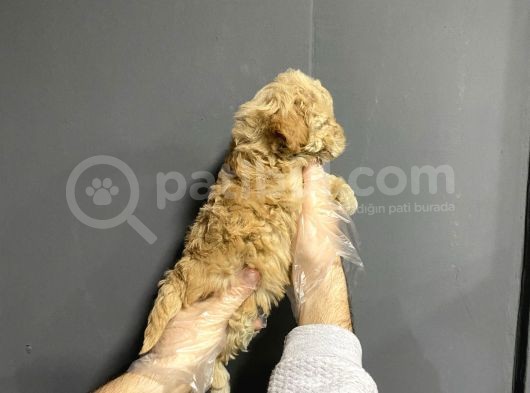 Show Kalite Toy Poodle Yavruları görsel