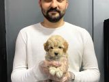 Show Kalite Toy Poodle Yavruları