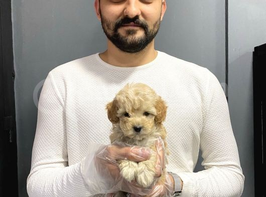 Show Kalite Toy Poodle Yavruları görsel