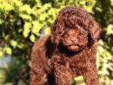 Çi̇kolata Toy Poodle Yavrumuz
