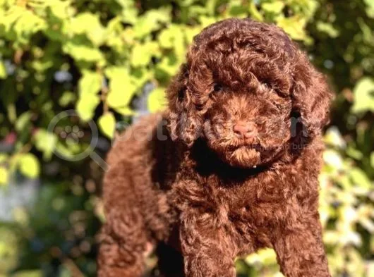 Çi̇kolata Toy Poodle Yavrumuz