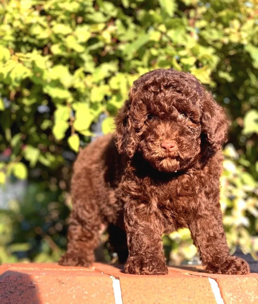 Çi̇kolata Toy Poodle Yavrumuz