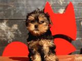 Yorkshi̇re Terri̇er Bebekler