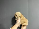Show Kalite Toy Poodle Yavruları