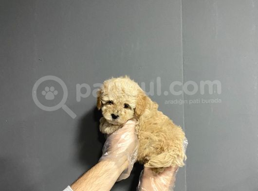 Show Kalite Toy Poodle Yavruları görsel