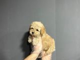 Show Kalite Toy Poodle Yavruları