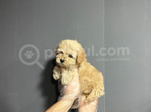 Show Kalite Toy Poodle Yavruları görsel