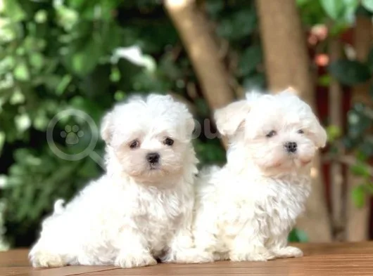 Teacup Maltese Yavrular