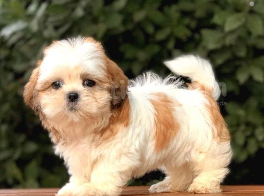 Shi̇h Tzu Yavrularımız görsel