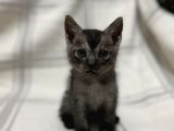 Aci̇l British Shorthair Smoke Tabby