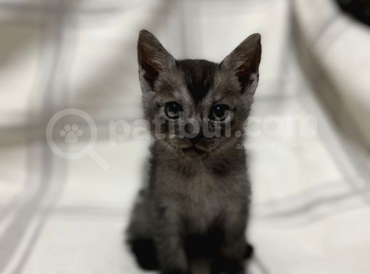 Aci̇l British Shorthair Smoke Tabby görsel