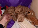 Bir Dişi İki Erkek Toy Poodle