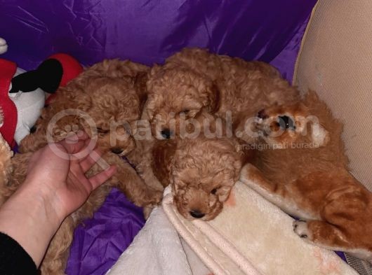 Bir Dişi İki Erkek Toy Poodle görsel