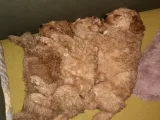 Bir Dişi İki Erkek Toy Poodle
