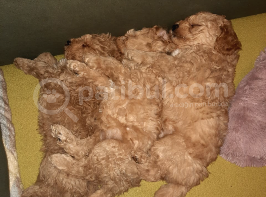 Bir Dişi İki Erkek Toy Poodle görsel