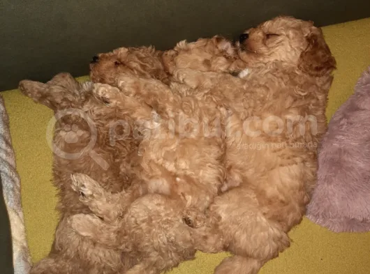 Bir Dişi İki Erkek Toy Poodle