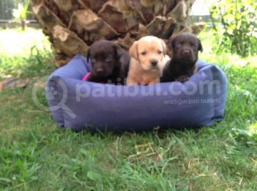 Labrador Yavruları görsel