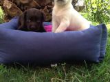 Labrador Yavruları