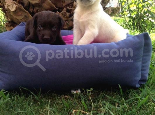 Labrador Yavruları görsel