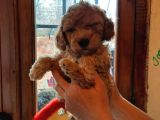Bir Dişi İki Erkek Toy Poodle