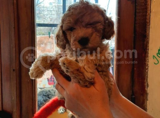Bir Dişi İki Erkek Toy Poodle görsel