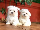 Teacup Maltese Yavrular