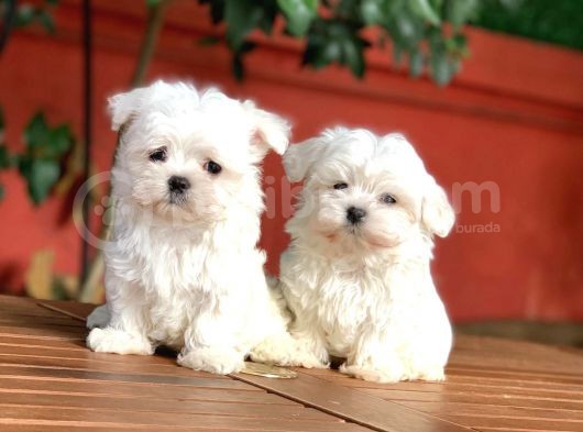 Teacup Maltese Yavrular görsel