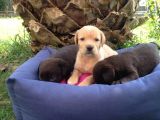 Labrador Yavruları
