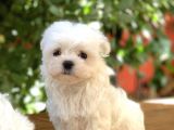 Teacup Maltese Yavrular