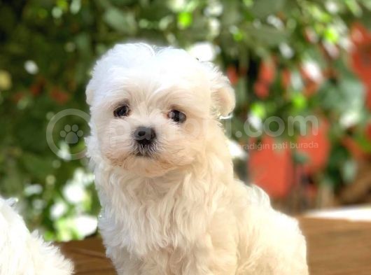 Teacup Maltese Yavrular görsel