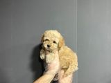 Show Kalite Toy Poodle Yavruları