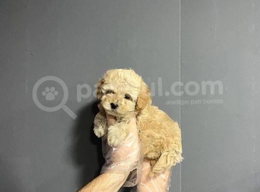 Show Kalite Toy Poodle Yavruları görsel